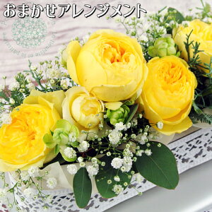 啪Yo&ݑgp ChouchouAWg(F܂)  EFfBO p jp t[Mtg ① PomponChouchou-ԂƉَq-yz