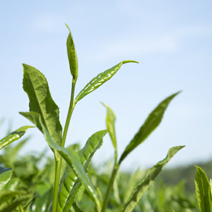 楽天市場 有機jas認証 有機緑茶 種まく旅人みのりの茶 100g 映画 種まく旅人 みのりの茶 とのコラボレーション 国産茶 有機栽培 オーガニック 高橋製茶 おんせん県おおいた Online Shop