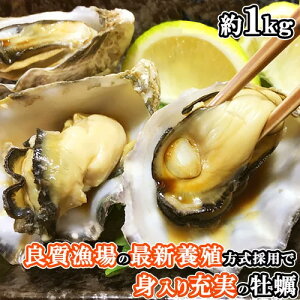 ̗p̗{B@Őg蔲Q Ⓚy 1kg œKC̑啪Y Vh ICX^[ OONYUJIMA OYSTER yzHp