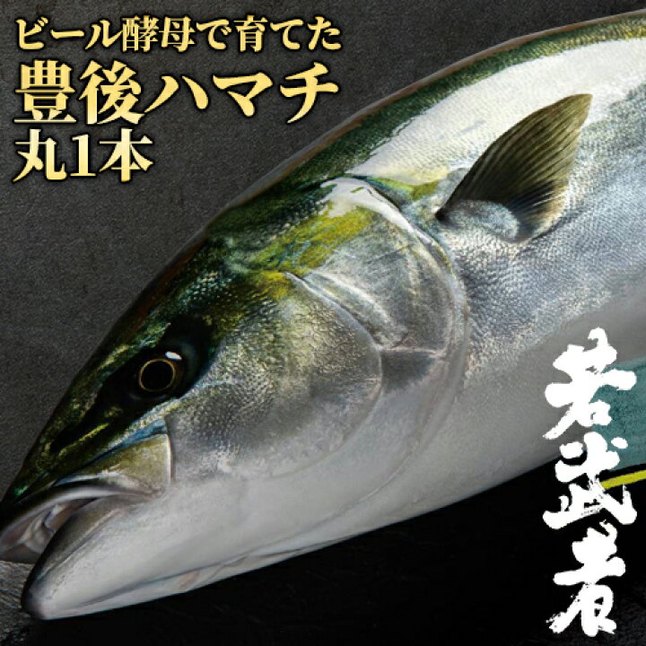 ラッピング無料 ビール酵母で育てた豊後ハマチ 若武者 1本物 4kg前後 大分県産 わかむしゃ ぶり 鰤 ブリ 養殖 冷蔵 お中元