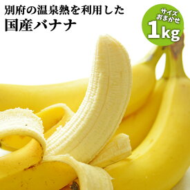 大分県産 栽培期間中農薬不使用 別府温泉バナナ サイズ不揃い 約1kg 国内産 フルーツ 産地直送 ご自宅用簡易包装 別府温泉フルーツファーム【送料込】