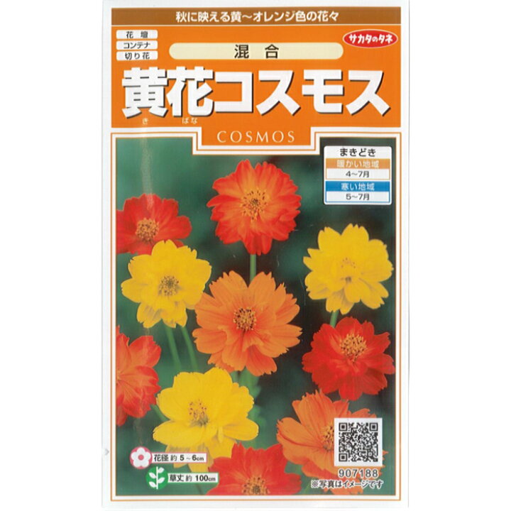 楽天市場 サカタのタネ 花 種子 黄花コスモス 混合 小袋 3ml 規格 種 花種 キク科 コスモス属 コスモス オレンジ 黄色 育つ苗の本数およそ 40本 種の家 楽天市場店 楽天市場 サカタのタネ 花 種子 黄花コスモス 混合 小袋 3ml 規格 種 花種 キク科 コスモス属 コスモス オレンジ 黄色 育つ苗の本数およそ 40本 種の家 楽天市場店