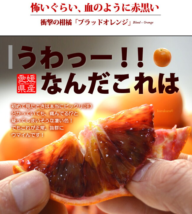 楽天市場】ブラッドオレンジ (L-2L/約2.2kg) 愛媛産 秀品 タロッコ 血 