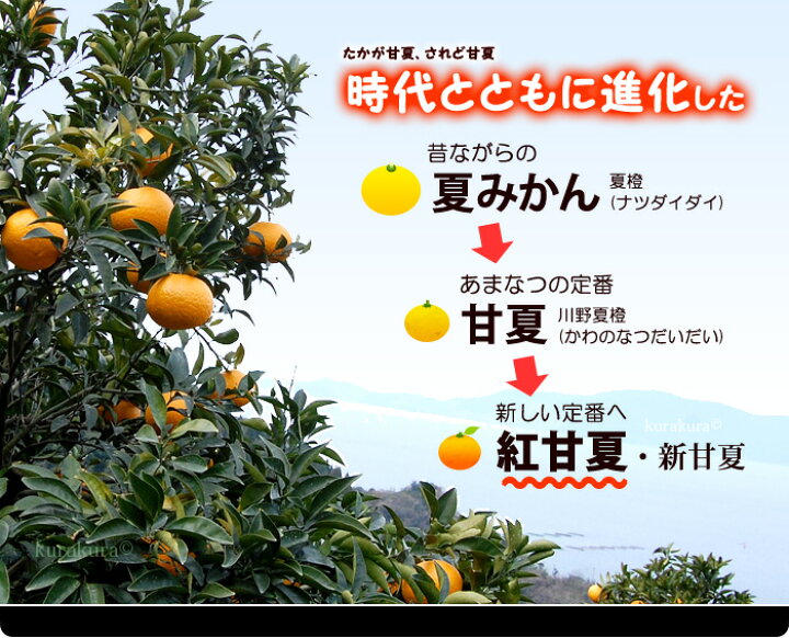 楽天市場 紅甘夏みかん 2l 3l 約4kg 鹿児島産 紅あまなつ あまなつ 甘夏 みかん 夏みかん 大玉 甘い 秀品 高糖度 鹿児島県 出水 食品 フルーツ 果物 みかん あまなつ 送料無料 まいど おおきに屋クラクラ