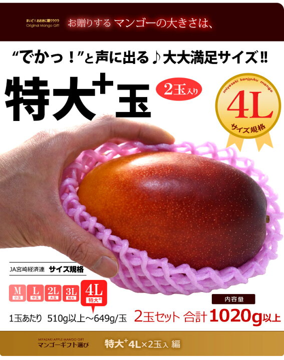 楽天市場】宮崎マンゴー (4L×2玉/約1020g) 宮崎産 秀品 宮崎完熟 