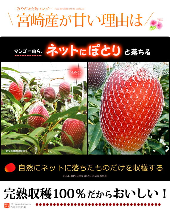楽天市場】宮崎マンゴー (4L×2玉/約1020g) 宮崎産 赤秀～青秀 宮崎完熟 