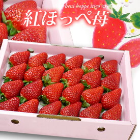 紅ほっぺ いちご (約700g) 愛媛 徳島産 紅ほっぺ 苺 紅ホッペ べにほっぺ 贈答用 ギフト 化粧箱 高糖度 甘い 大玉 大粒 いちご 苺 イチゴ 食品 フルーツ 果物 いちご ギフト 贈答 進物 祝い 御歳暮 お歳暮 御供え お供え 甘い 人気 男性 女性 喜ばれる 2025 送料無料
