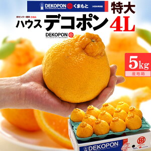 nEX fR| 4L 12ʑO (5kg) F{Y  Mtg x13xȏ Di܂͏Gi  Â F{fR| dekopon sm łۂ x ZT[ t[c ʕ ݂ fR| Ε