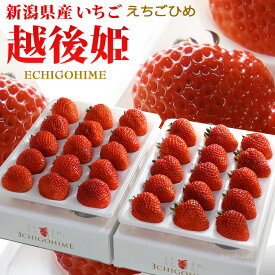 越後姫 いちご (約450g×2P) 新潟産 イチゴ 苺 ギフト 贈答用 高糖度 甘い 大粒 大玉 高級いちご 食品 フルーツ 果物 いちご 越後姫 えちごひめ 贈答 進物 御供え お供え 甘い 人気 男性 女性 喜ばれる 2026 送料無料
