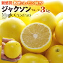 マジックグレープフルーツ ジャクソンフルーツ (14玉前後/約3kg) 南アフリカ産 新種 グレープフルーツ ぐれーぷふるー…