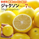 マジックグレープフルーツ ジャクソンフルーツ (32玉前後/約7kg) 南アフリカ産 新種 グレープフルーツ ぐれーぷふるー…