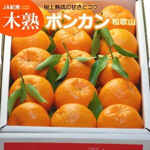 ؏ntt|J (5kg) a̎RY ۂ񂩂 |J ponkan 5L ݂ k  mandarin orange Hi t[c ʕ ݂ |J p Mtg 䋟  Â lC j  