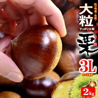 栗 3L (約2kg) 熊本・愛媛・茨城産 大粒 和栗 生栗 くり クリ 2キロ 食品 フルーツ 果物 栗 甘い 人気 男…