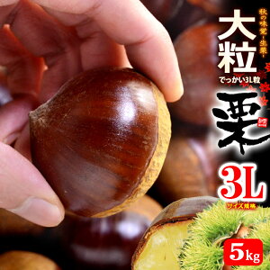 I 3L (5kg) F{EQEY 嗱 aI I  N 5L Hi t[c ʕ I Â lC j  ΂ 2025 