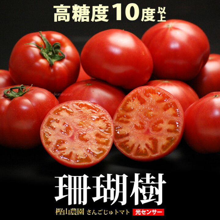 楽天市場】珊瑚樹 トマト (約1kg) 徳島産 S特撰 S特選 フルーツトマト 