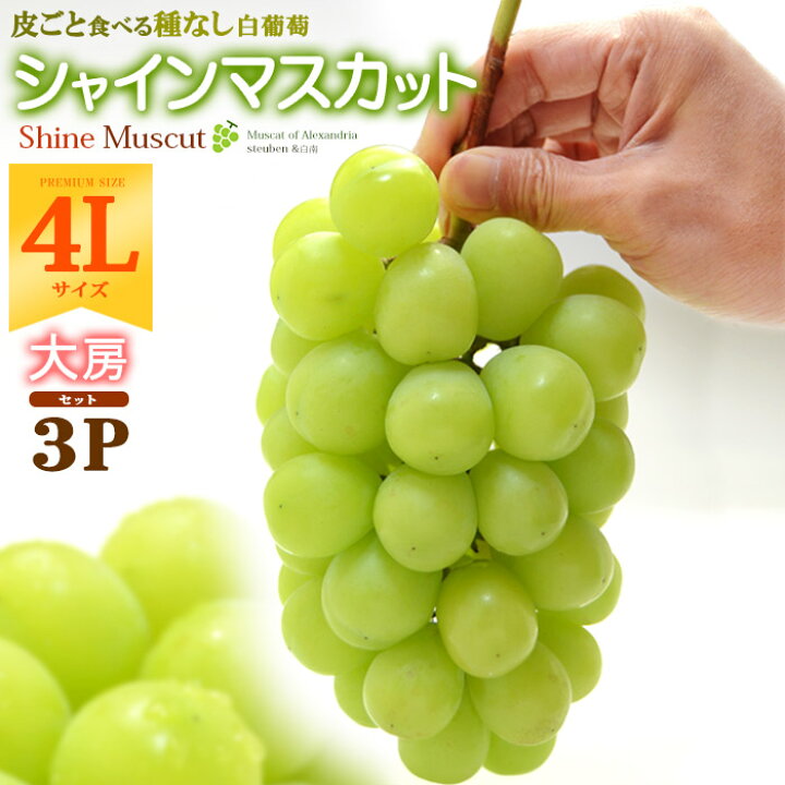 楽天市場】晴王 シャインマスカット 4L×3房 (約1.8kg) 岡山産 秀品 