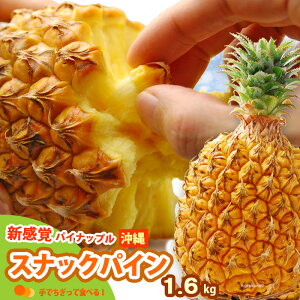 �X�i�b�N�p�C�� (��1.6kg) ����Y �p�C�i�b�v�� �p�C�� �{�S�[���p�C�� �|�R�b�g�p�C�� pine pineapple ��ł������ �H�i �t���[�c �ʕ� �p�C�i�b�v�� �����x �Â� �l�C �j�� ���� ��΂�� 2026 ��