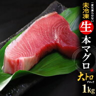 生本マグロ 大トロ ブロック (約1kg) 国産 (主に 鹿児島産 長崎産 高知産) 蓄養 生まぐろ 生マグロ 生鮪 …