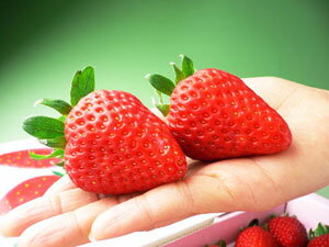 立派な大粒いちごを厳選!