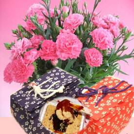 【母の日】桔梗信玄餅6個袋入りとカーネーション5号鉢のセット 本州四国送料無料