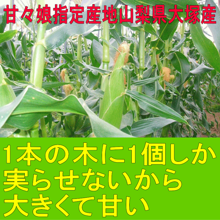 楽天市場】【6月21日販売終了】スイートコーン 甘々娘 3キロLA