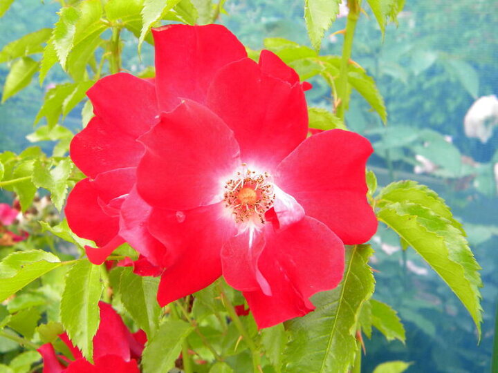 楽天市場 バラ苗 ドルトムント 国産苗 大苗 6号硬質ローズポット 大野農園オンラインショップ 楽天市場 バラ苗 ドルトムント 国産苗 大苗 6号硬質ローズポット 大野農園オンラインショップ