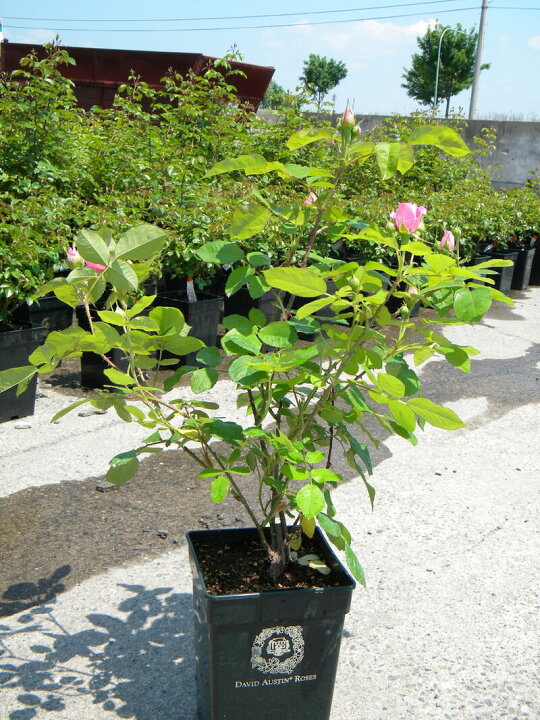 楽天市場 バラ苗 バター カップ 輸入苗 三年生大苗 6リットル角鉢 大野農園オンラインショップ