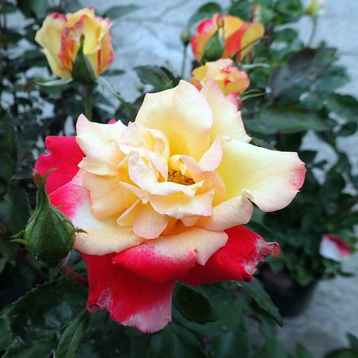 楽天市場 バラ苗 チャールストン 国産苗 大苗 6号硬質ローズポット 大野農園オンラインショップ