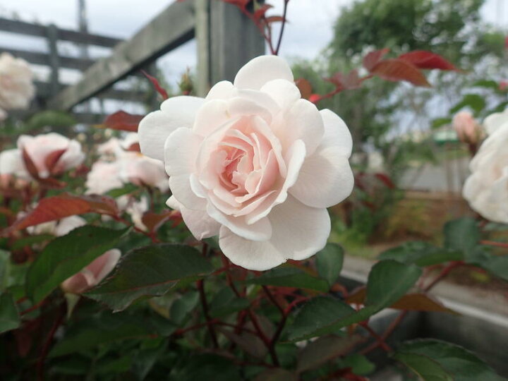 楽天市場 バラ苗 マリー パヴィエ 国産苗 大苗 6号硬質ローズポット 大野農園オンラインショップ 楽天市場 バラ苗 マリー パヴィエ 国産苗 大苗 6号硬質ローズポット 大野農園オンラインショップ