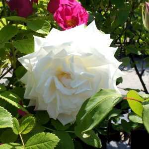 苗 バラ バラ苗 苗の人気商品 通販 価格比較 価格 Com