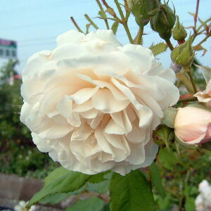 �o���c / �C���X�y�N�^�[�E�u���[�� / ���Y�c / ��c / 6���d�����[�Y�|�b�g