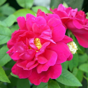 生花 花苗 生花の人気商品 通販 価格比較 価格 Com