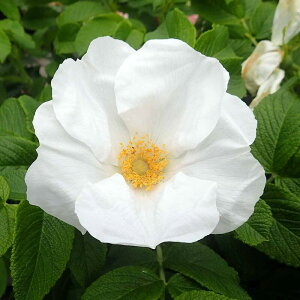 �o���c / ���T�E���S�T�E�A���o / ���Y�c / ��c / 6���d�����[�Y�|�b�g