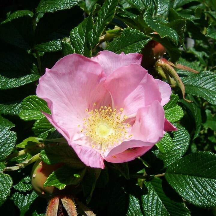 楽天市場 バラ苗 ロサ ルゴサ ピンク 国産苗 大苗 6号硬質ローズポット 大野農園オンラインショップ