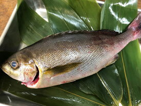 楽天市場 イサキ その他水産物 魚介類 水産加工品 食品の通販
