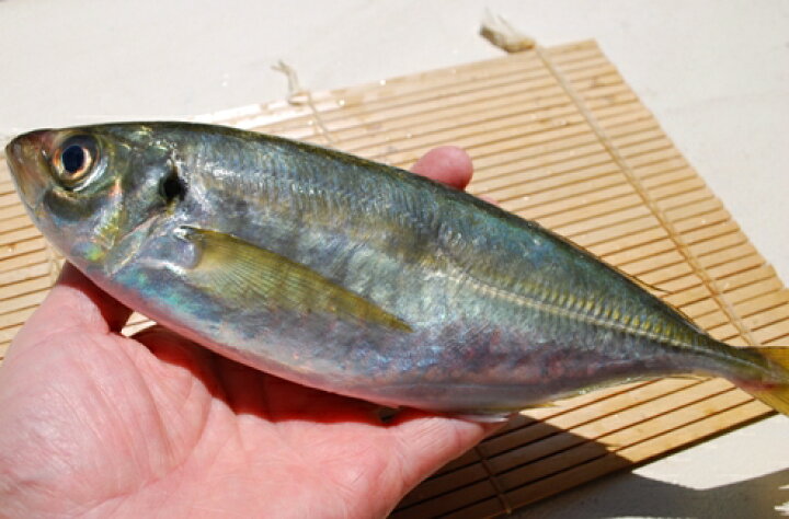 楽天市場 釣り鯵 生 冷蔵 頭と腹抜き 鹿児島 瀬戸内の一級品 築地からの仲卸商3代目が豊洲市場から出荷いたします お刺身 たたき 塩焼きで あじ アジ 豊洲 大野水産