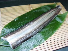 対馬産の穴子(生・冷蔵) 約200gの穴子を捌いてお届けいたします(1枚) ふわっとした食感！天ぷら・煮穴子・白焼きに　豊洲の"魚のプロ"がお届けします　あなご・アナゴ・天婦羅