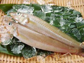 楽天市場 キス刺身の通販 楽天市場 キス刺身の通販