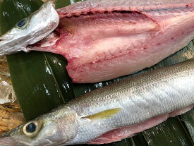 生かます(2本・冷蔵)→塩焼き用2本(鰓腹抜き)・一夜干し用2本(開き)・塩焼き用1本一夜干し用1本…3種類からお選び下さい！例年より大きい1本約250gの太った美味しいカマス！上質なものを選び豊洲市場から発送いたします！
