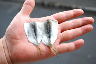 新子(こはだの幼魚) (生・冷蔵・8枚(1枚長さ約6〜7cm)) 開いてお届け！お好みの締め具合でどうぞ。涼しげ…