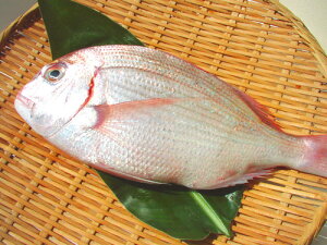 (ԑ) (E①)@ĂA߂Ahg ɁILF̋̃v 낱EEăpbNAXl߂ɋl߂ė①ւŏoׂ܂IOɐ􂢂邾@300