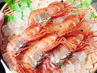 生ぼたん海老(生・冷蔵)北海道から空輸された最高品!料亭鮨店に日々お届けしている私共が豊洲市場からお…