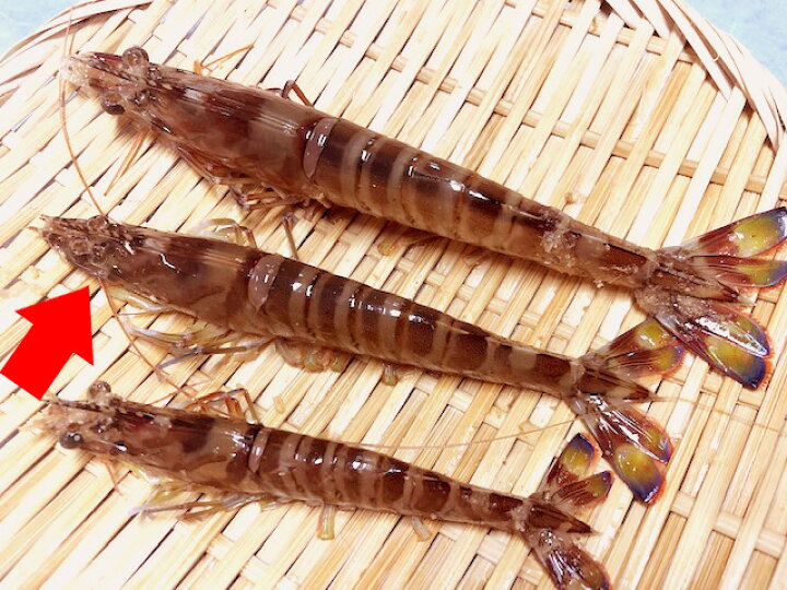 楽天市場 活 車えび 鹿児島産約30g 8本 出荷日朝に豊洲市場に入荷した活きのよい海老を選び出荷いたします 天ぷら ボイルで甘みが増します 水 日は豊洲市場休 車海老 車エビ 巻き海老 豊洲 大野水産