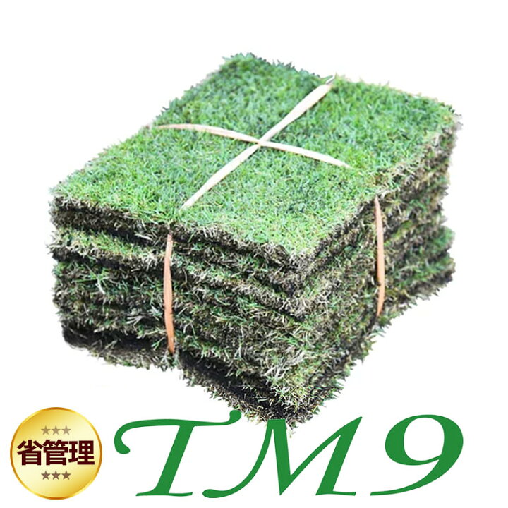 楽天市場】【普通便/送料込】芝生 TM9 1平米 ティーエムナイン 鹿児島 