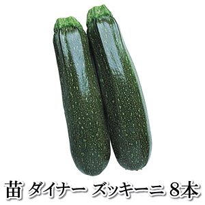 ズッキーニ 苗の人気商品 通販 価格比較 価格 Com