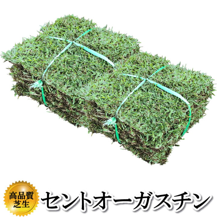 楽天市場 芝生 セントオーガスチン 2平米 鹿児島産 店頭受取対応商品 プロジェクト鹿児島