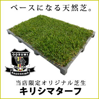 楽天市場 送料無料 持ち運びできる芝生 Pocota ポコタ キリシマターフ 屋上 ベランダやコンクリートの上に砂ぼこり対策暑さ対策 1コンテナ 0 45平米 やっぱり人工芝より天然芝 Rcp プロジェクト鹿児島 楽天市場 送料無料 持ち運びできる芝生 Pocota ポコタ キリシマターフ 屋上 ベランダやコンクリートの上に砂ぼこり対策暑さ対策 1コンテナ 0 45平米 やっぱり人工芝より天然芝 Rcp プロジェクト鹿児島