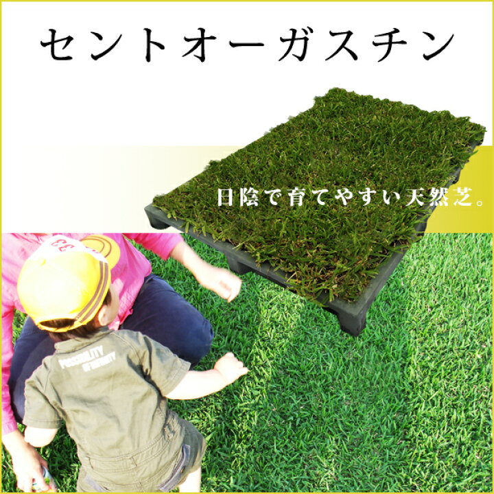 楽天市場 送料無料 持ち運びできる芝生 Pocota ポコタ セントオーガスチン 屋上 ベランダやコンクリートの上に砂ぼこり対策暑さ対策 1コンテナ 0 45平米 天然芝 Rcp プロジェクト鹿児島