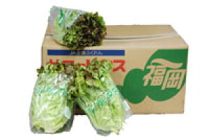 聄@Tj[^X 1i12`18j@EY@ƖpEʔ̔