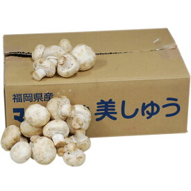 ＜箱売り＞　ホワイトマッシュルーム　1箱（約2kg）　福岡・岡山産　＜業務用・大量販売＞